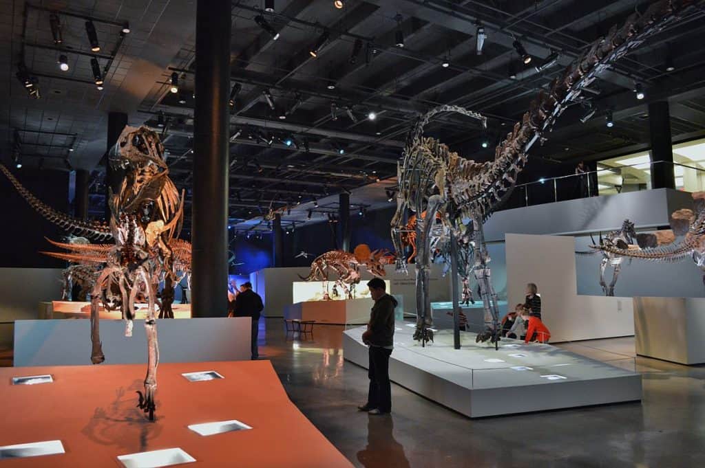 Special Exhibits At Houston Museum Of Natural Science Special Exhibits At Houston Museum Of Natural Science