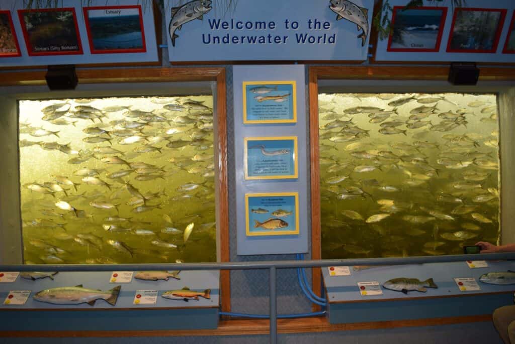 Amoskeag Fishways