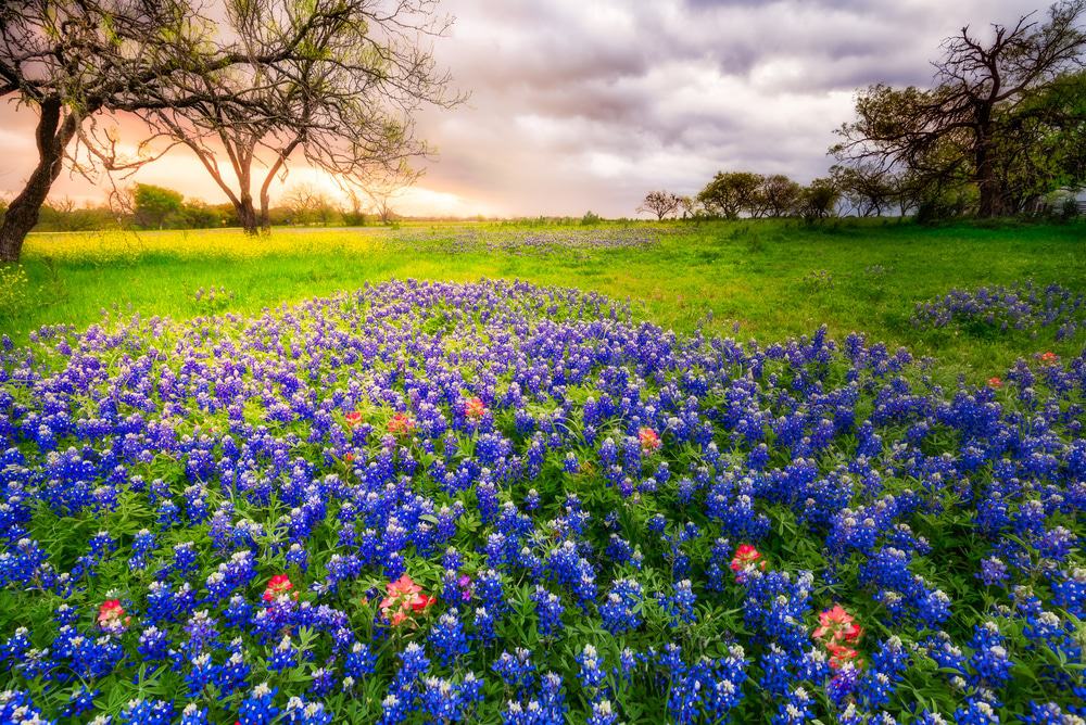 Bluebonnets, Texas