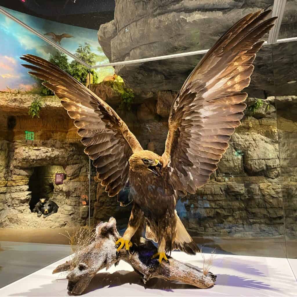 Cook's Natural Science Museum