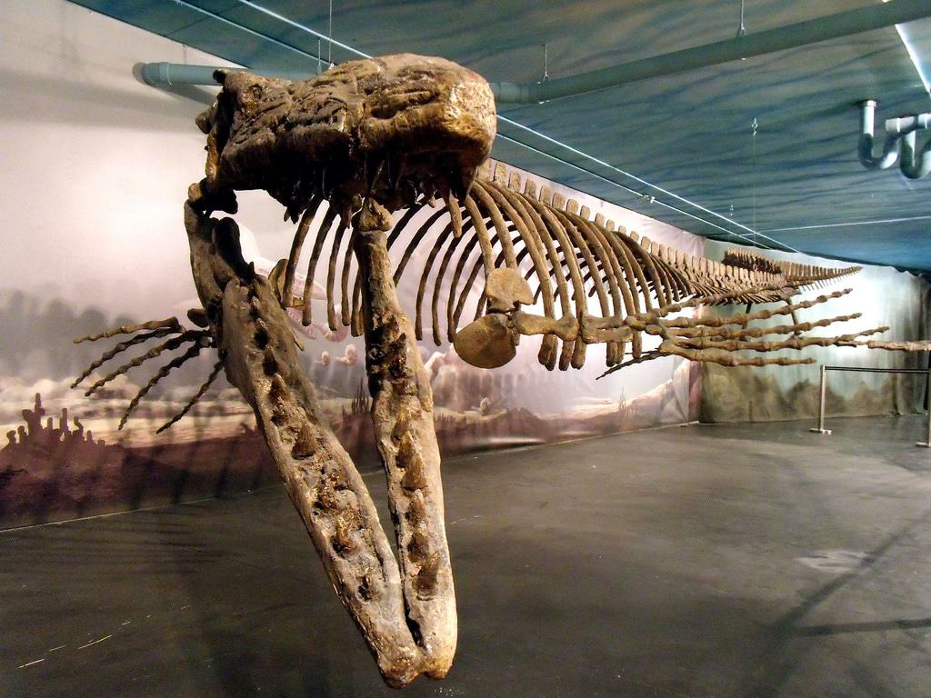 Canada Fossil Discovery Centre