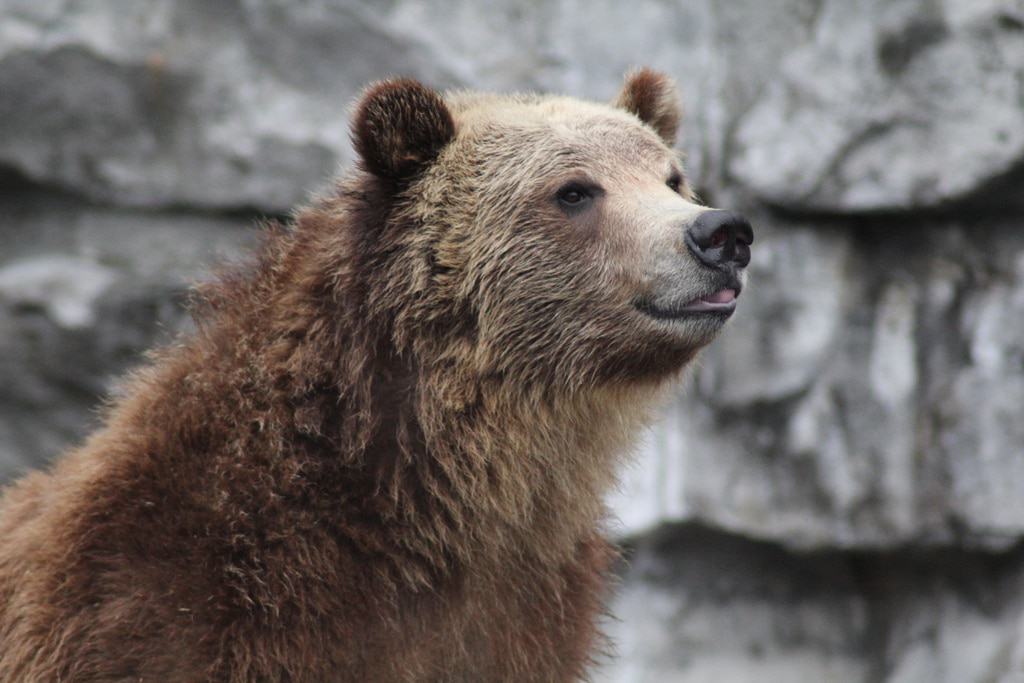 Bear at the Buffalo Zoological Gardens
