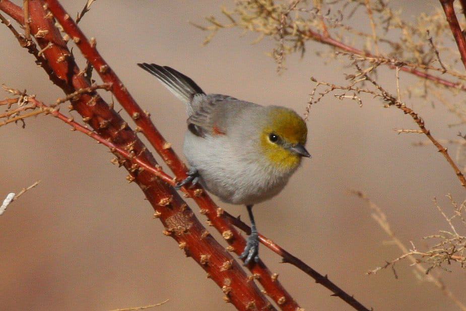 Henderson Bird Viewing Preserve