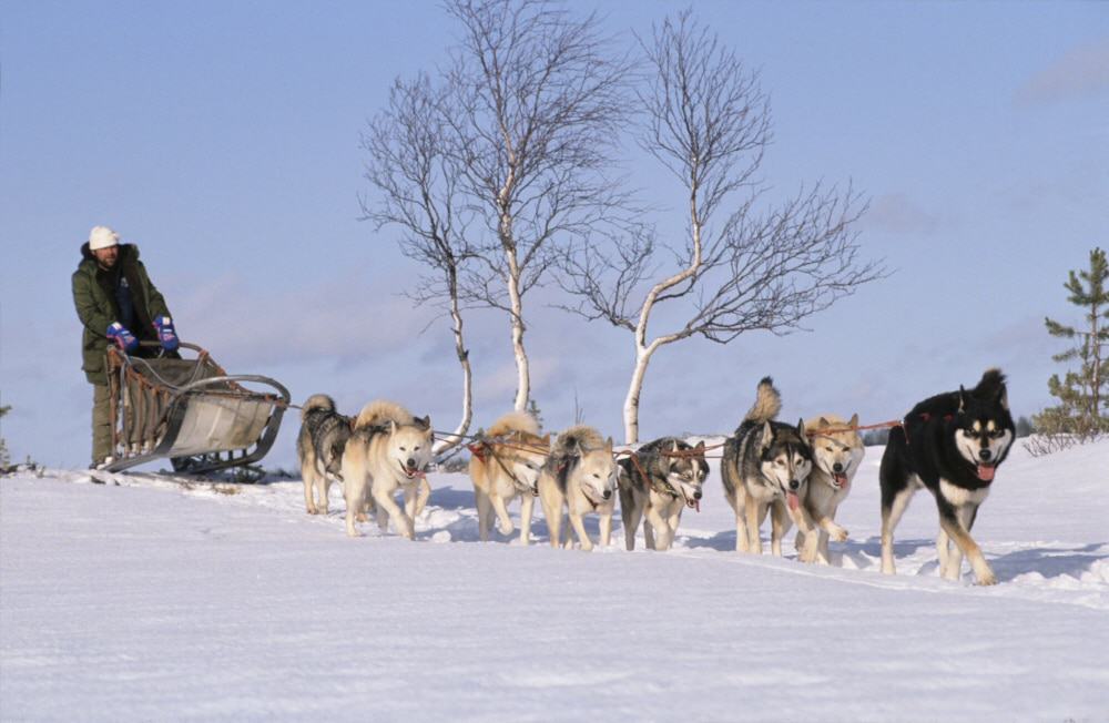 Husky Safari