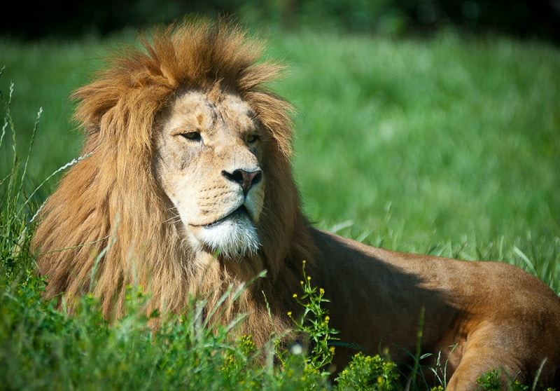 Lion at The Odense Zoo