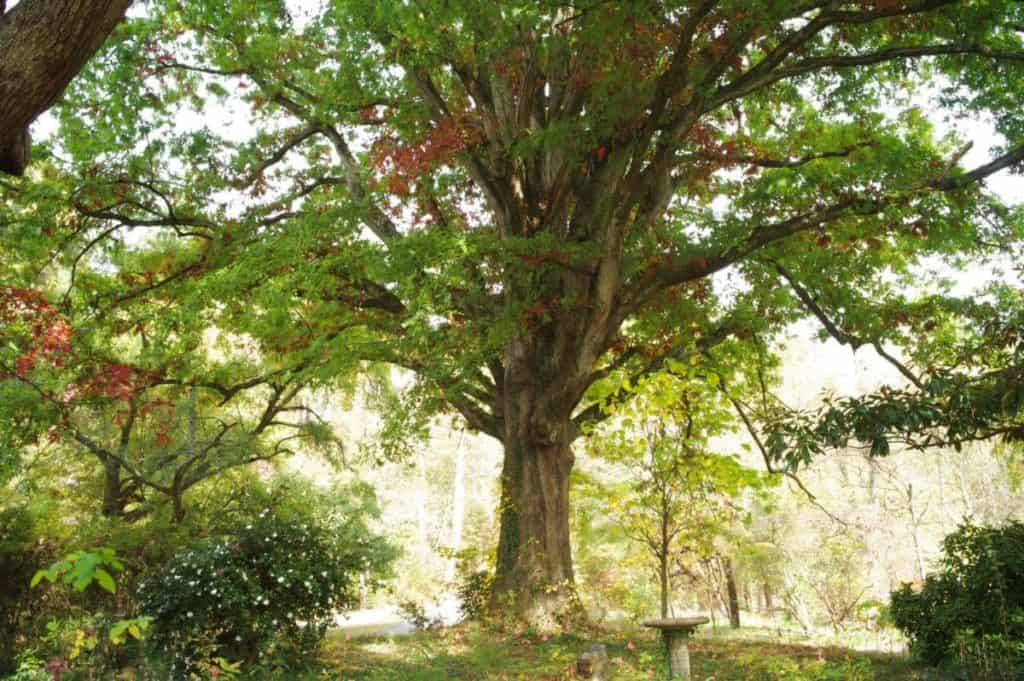 Lost Corner Preserve