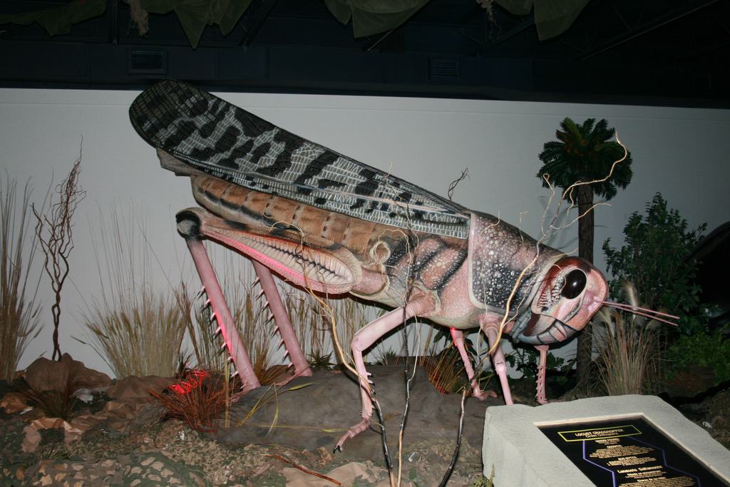 Museum of Arts and Sciences