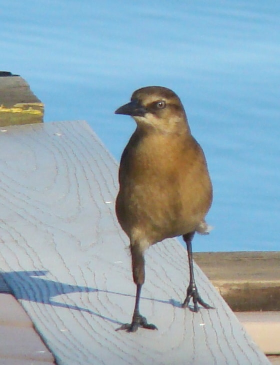 Sewaren Waterfront Park