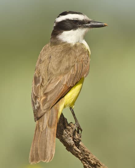 Birding