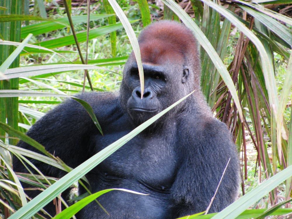 Fernan Vaz Lagoon Gorilla