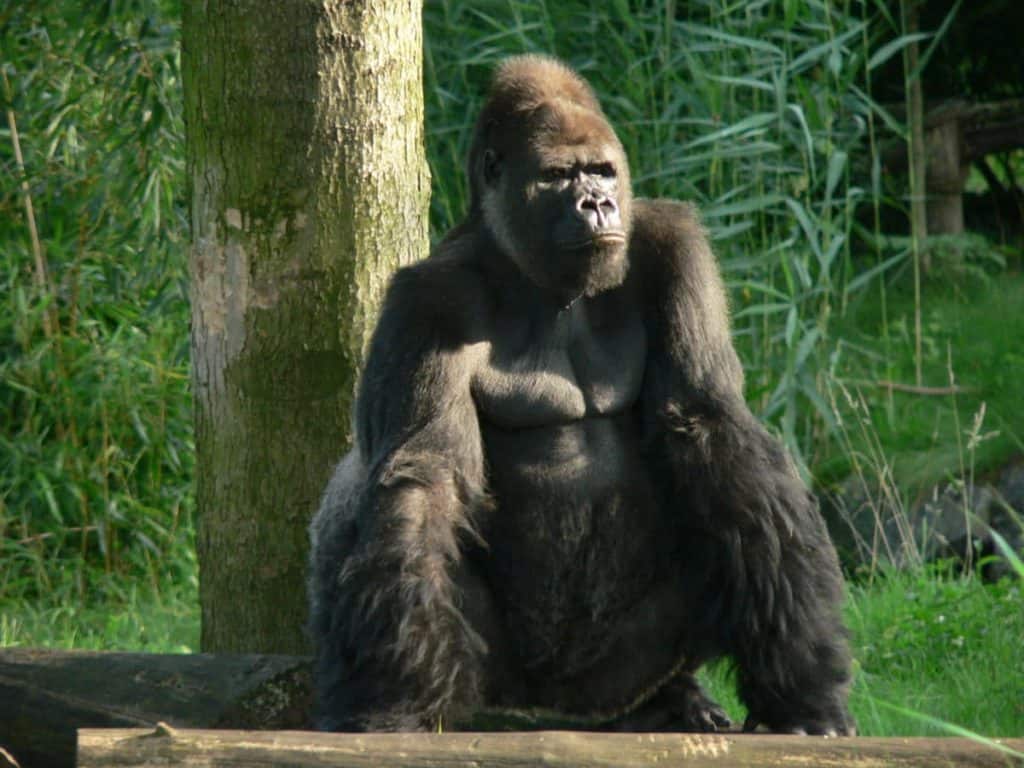 Minkébé National Park