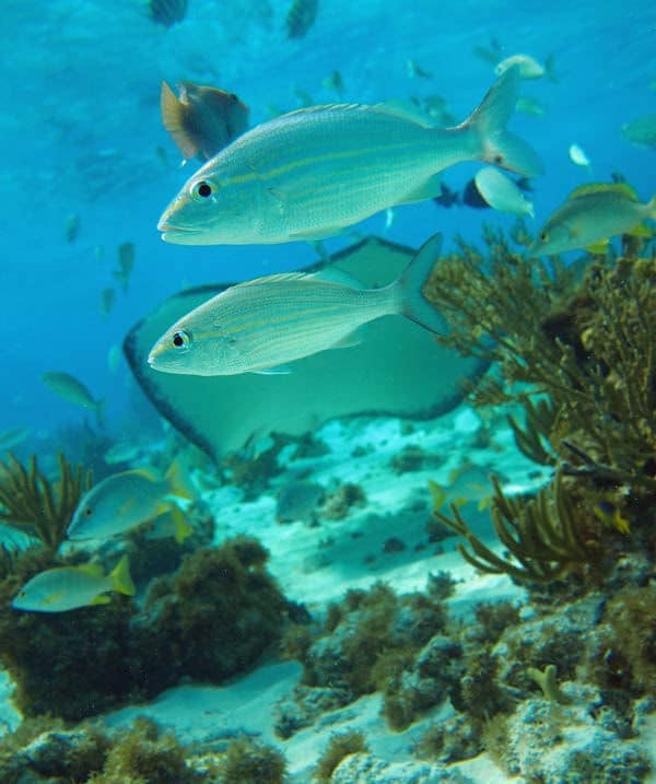 Snorkeling Cayman Islands