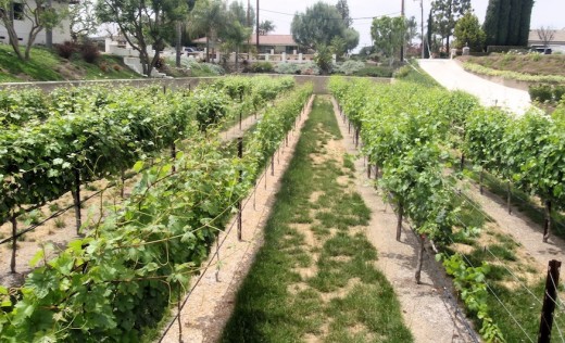 Stewarts' Vineyard