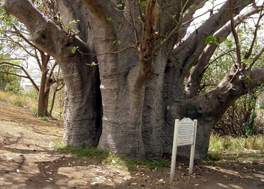 Baobab, Queen's Park