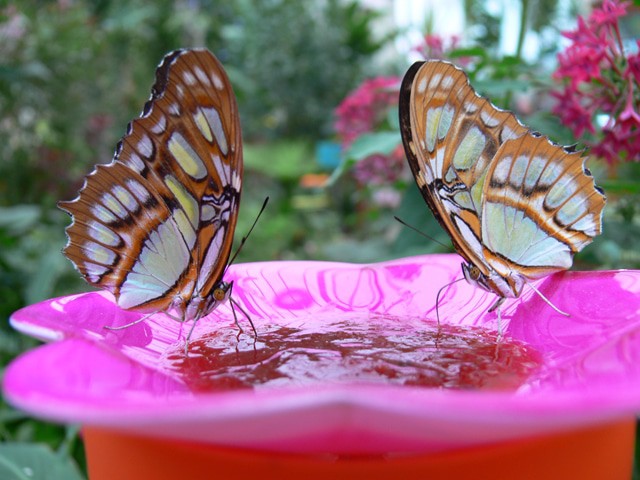 Benalmádena Butterfly Park