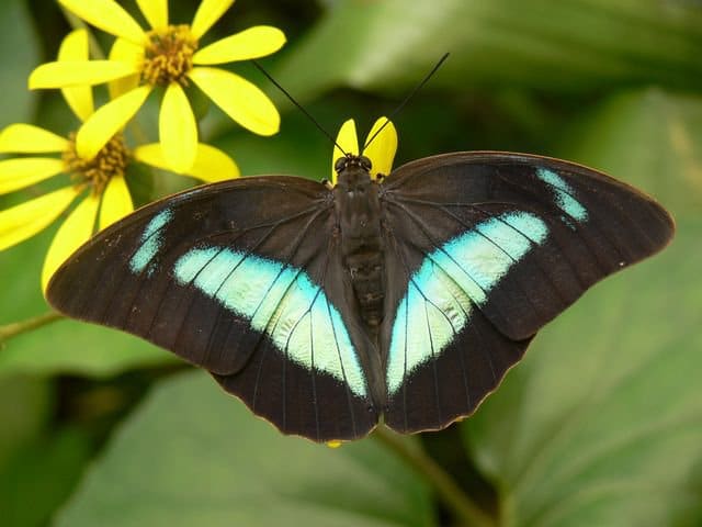 Benalmádena Butterfly Park