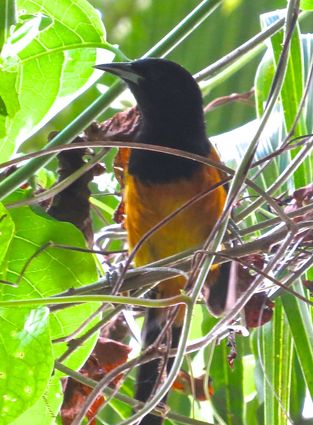 Birding in Montserrat
