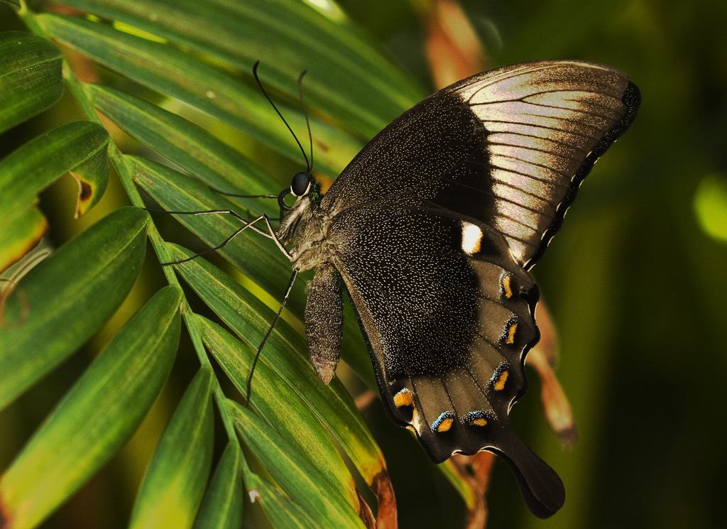 Butterfly World, Coconut Creek