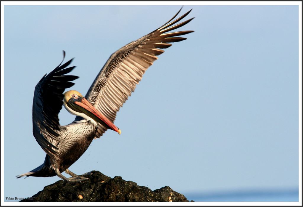 Corcovado - Bird