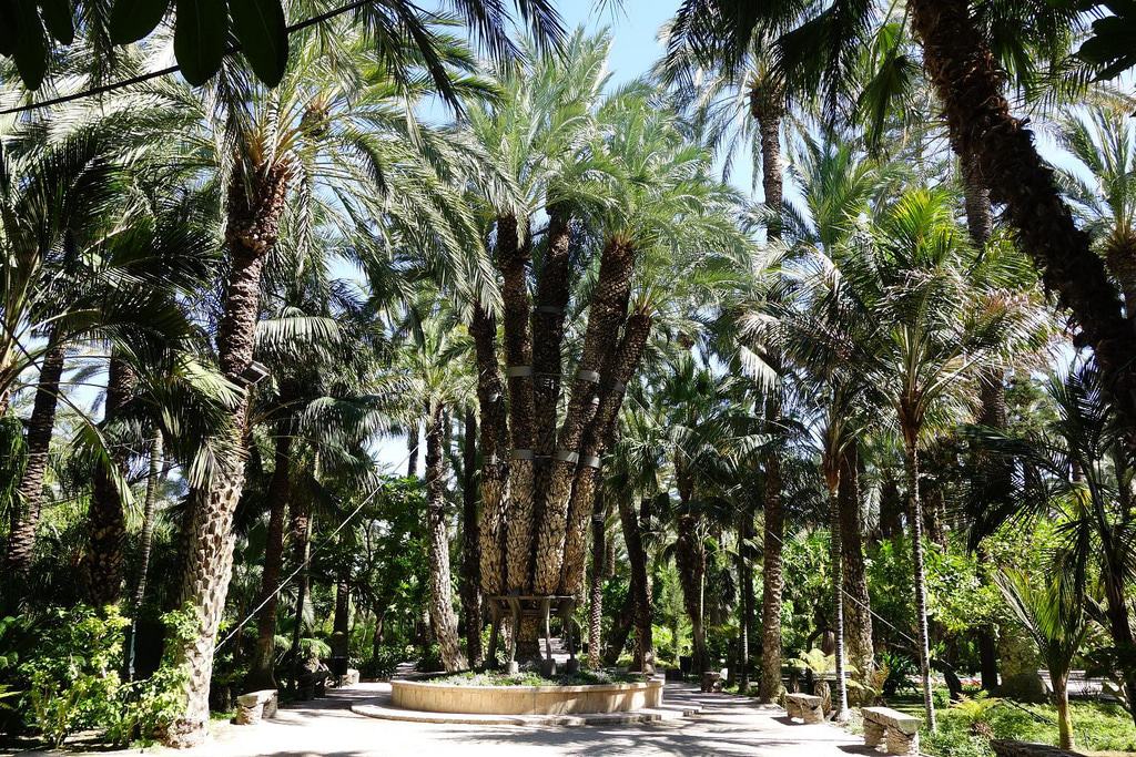 Elche Palmeral
