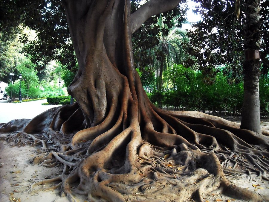 Floridablanca Garden