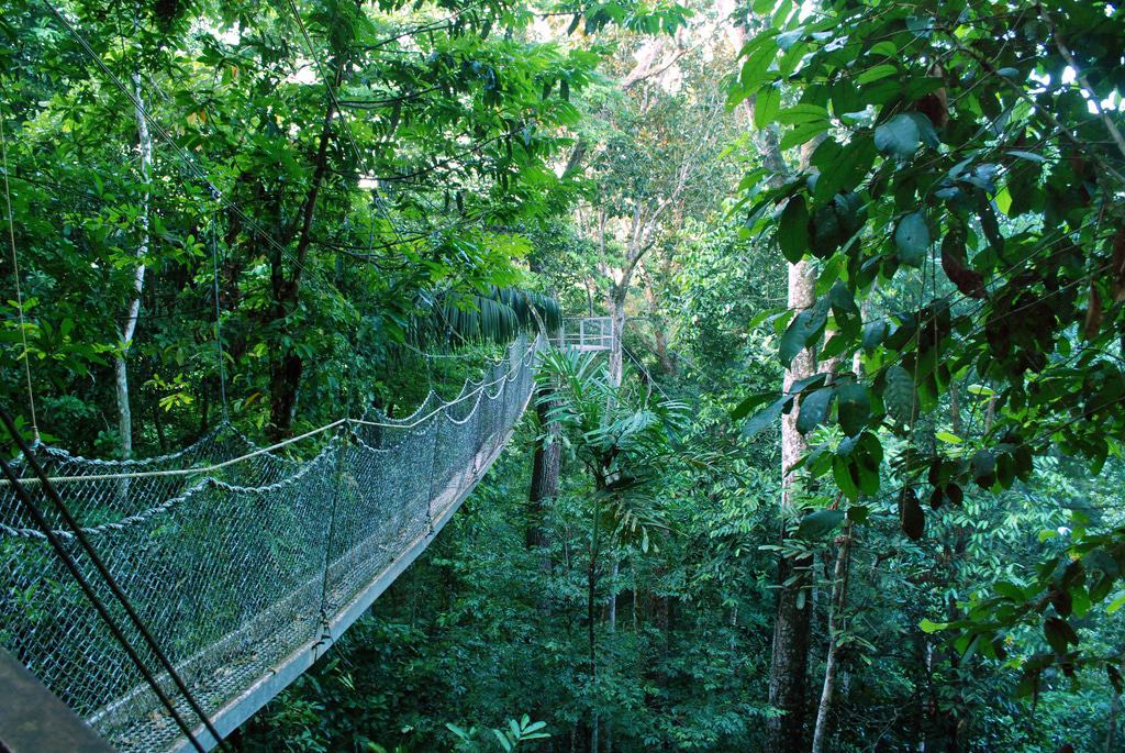 Iwokrama Forrest, Guyana