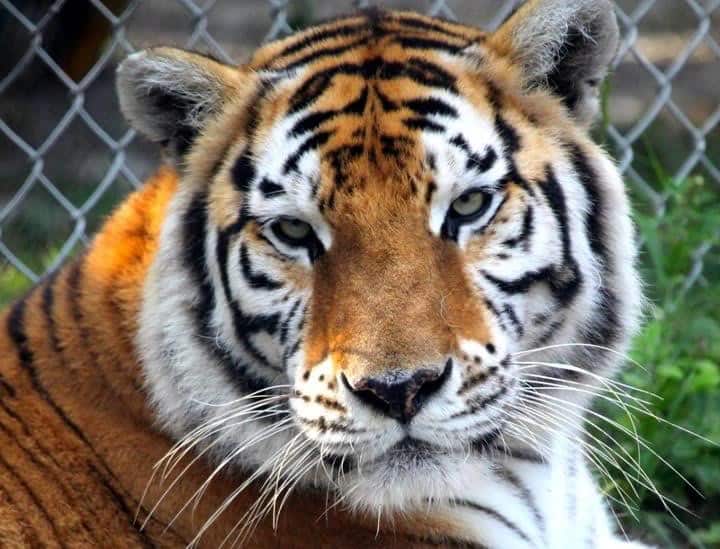 McCarthy’s Wildlife Sanctuary