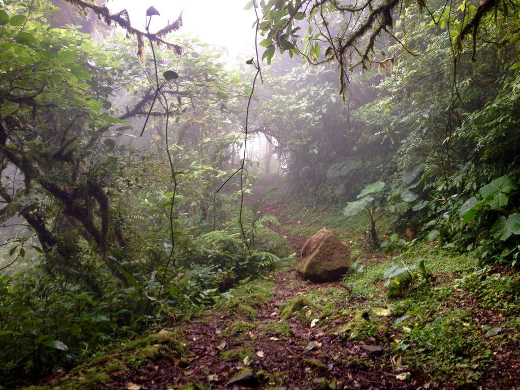 Monteverde Cloud Forest Reserve