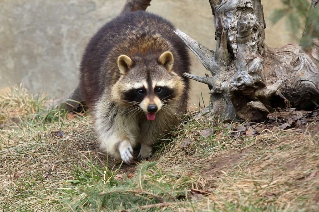 Northeastern Wisconsin Zoo