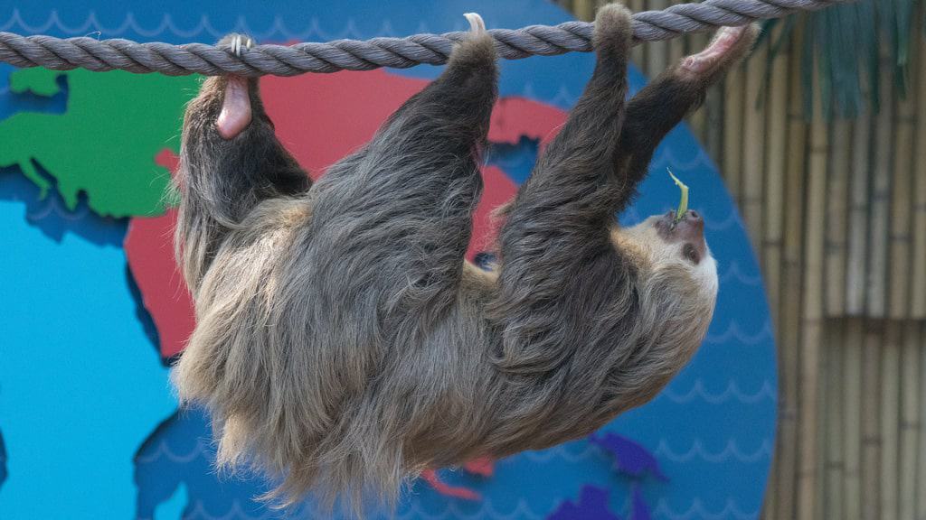 Palm Beach Zoo