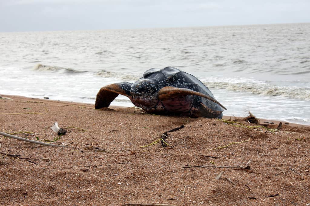 Shell Beach, Guyana