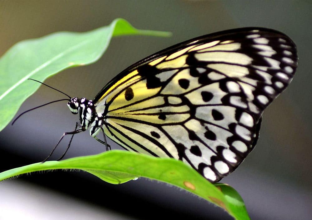The Butterfly Farm