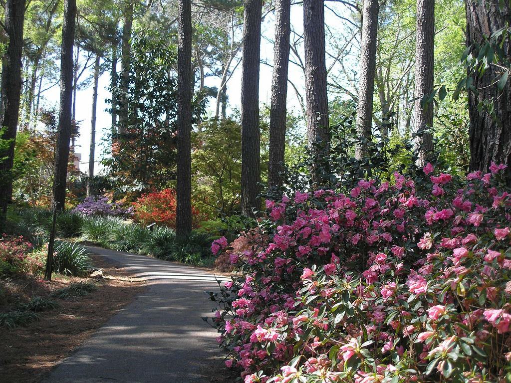 Azalea trail - Nacogdoches Texas