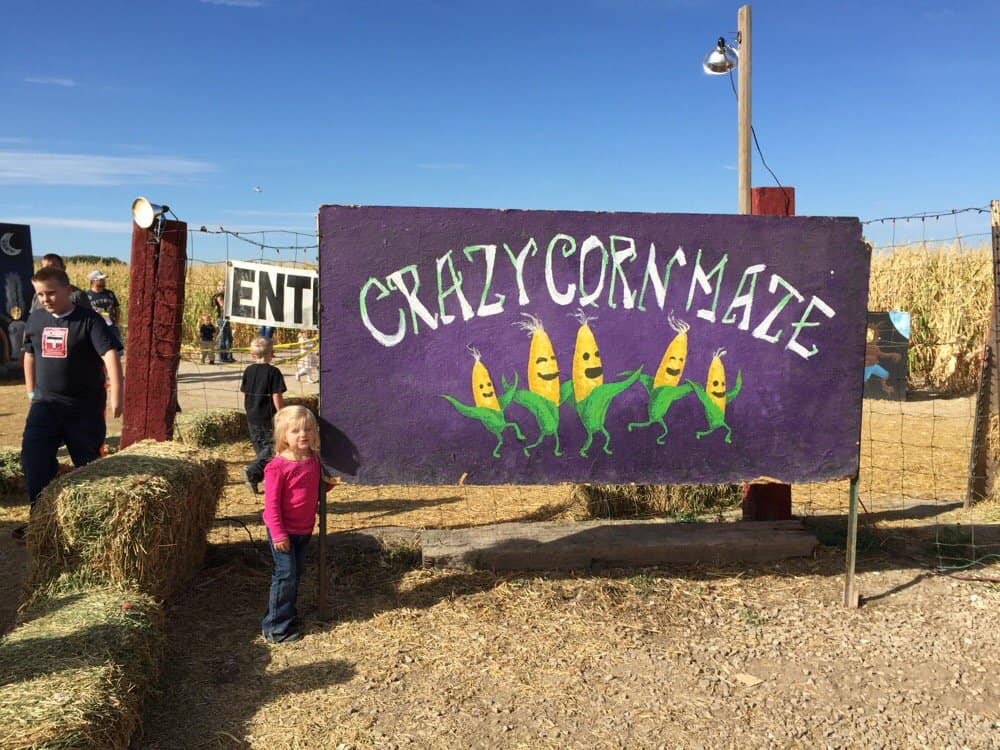 Crazy Corn Maze and Pumpkins