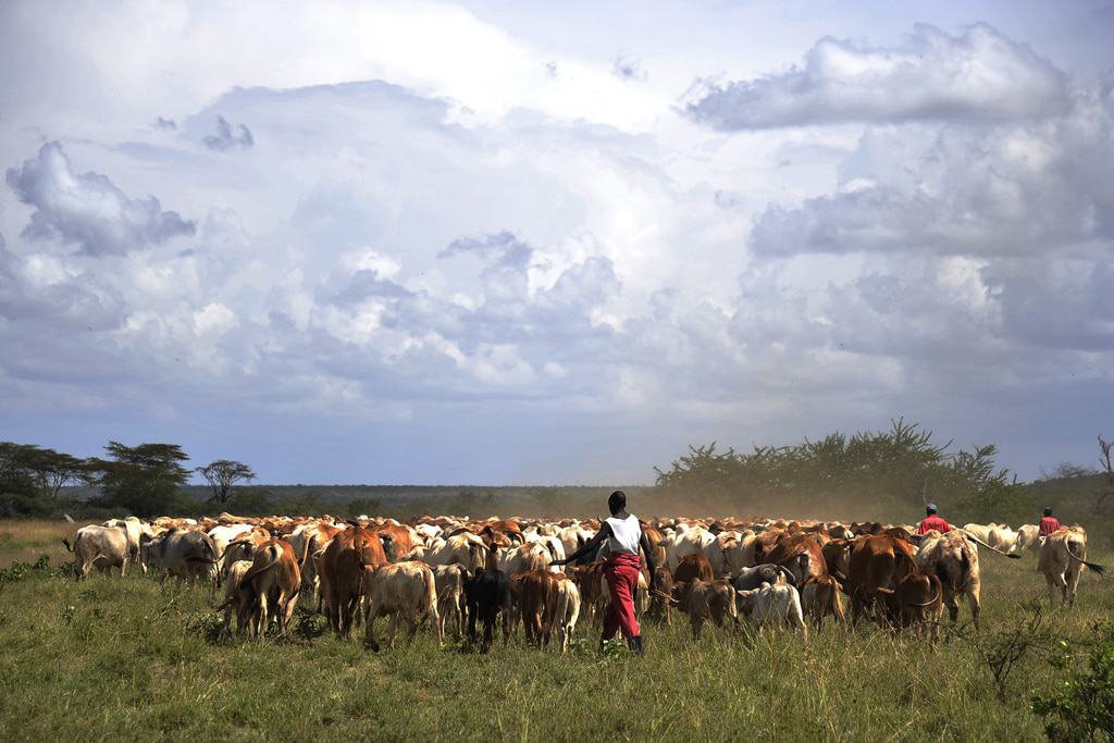 Herders with their cows in Laikipia