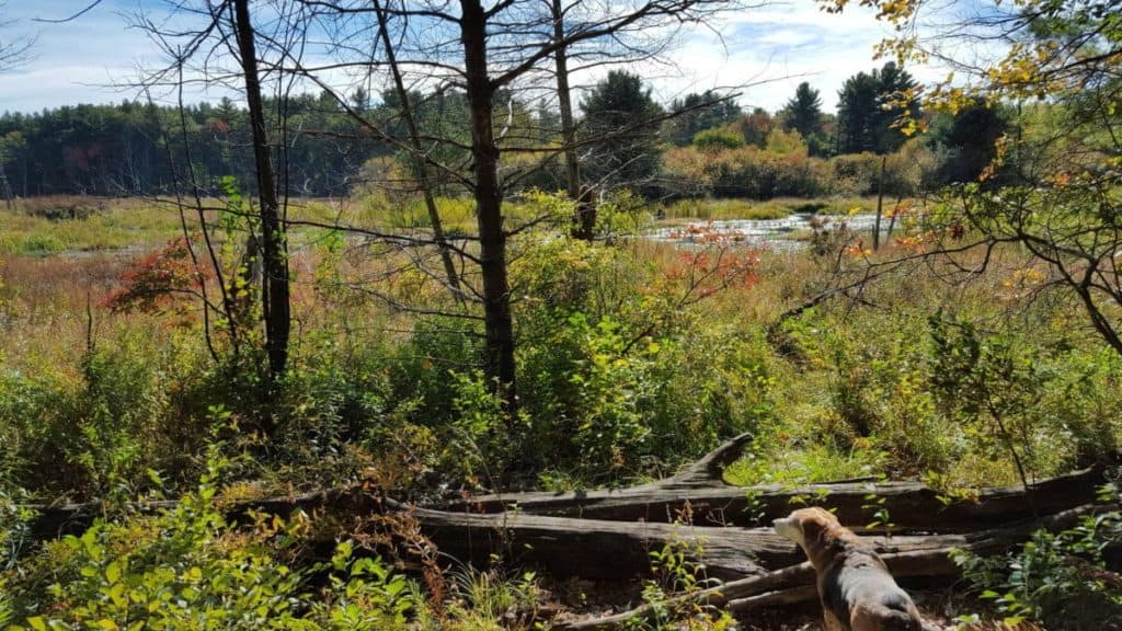 Lowell-Dracut-Tyngsboro State Forest