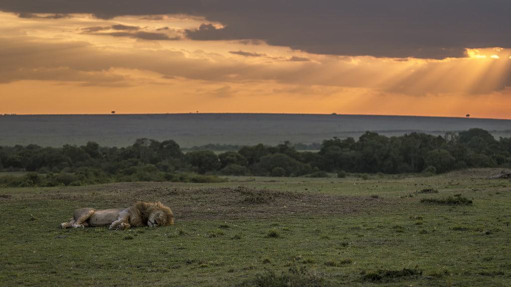 Maasai Mara
