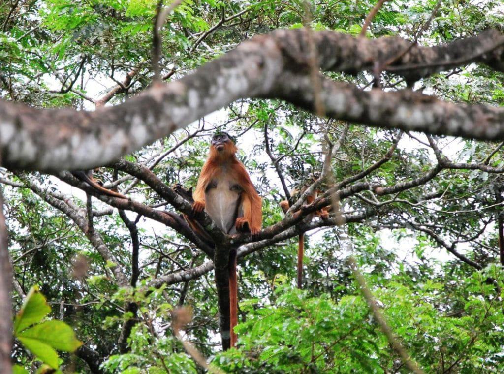 Parque Nacional das Florestas de Castanhez