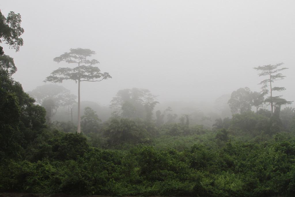 Taï National Park, Ivory Coast