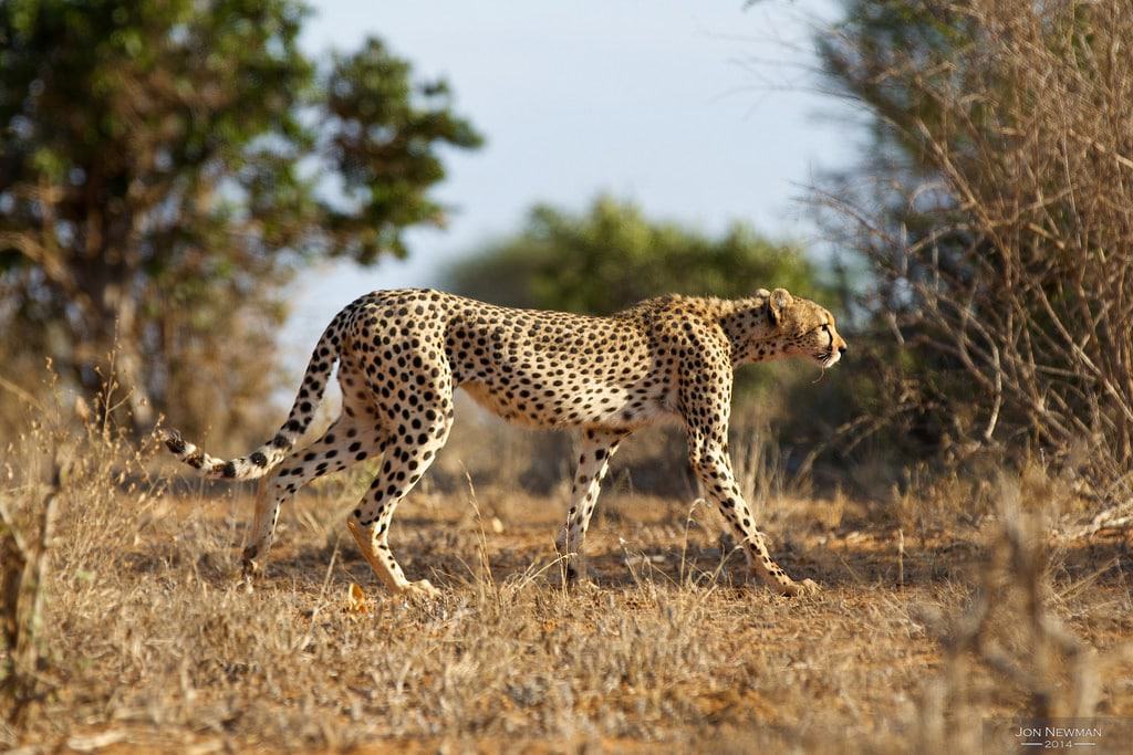 Tsavo East National Park, Kenya