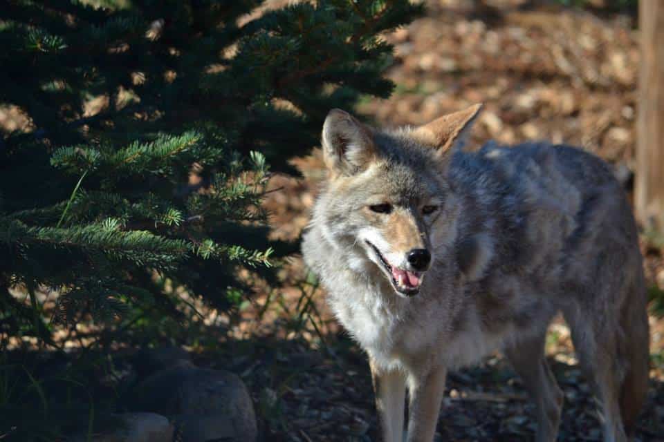 Yellowstone Wildlife Sanctuary
