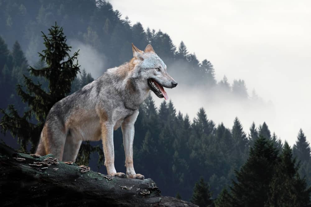 timber wolves