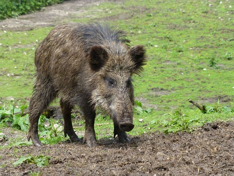 Naturtierpark Grünau