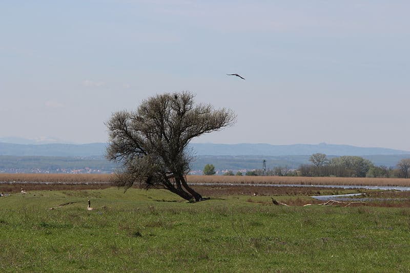 Neusiedler See - Seewinkel