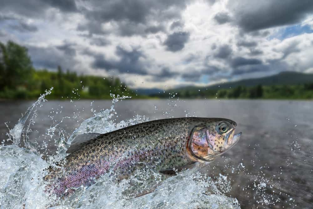 rainbow trout