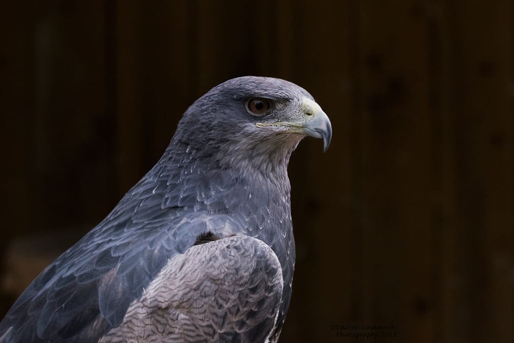 Chilean blue eagle