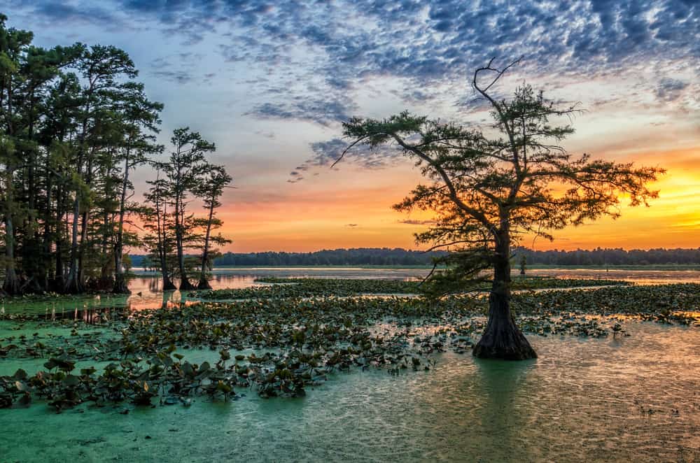 Reelfoot Lake