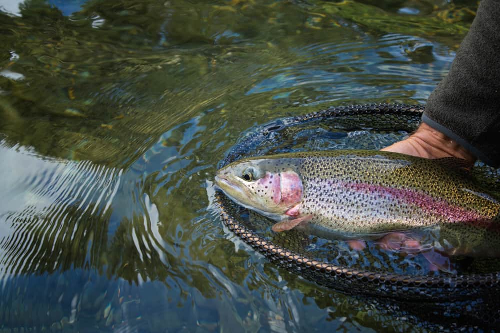 rainbow trout fishing