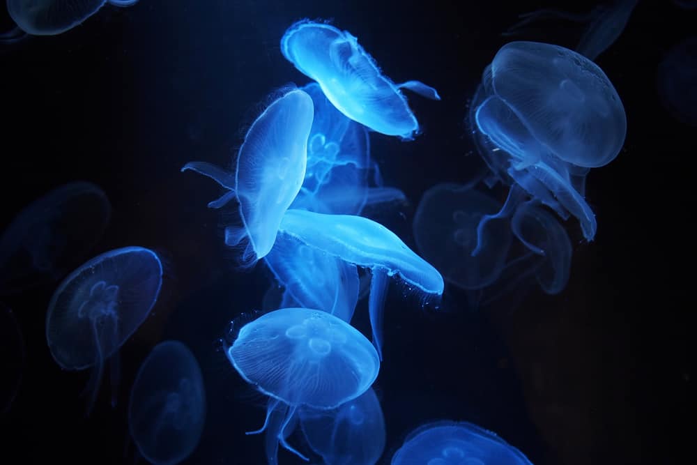 Nausicaä Centre National de la Mer