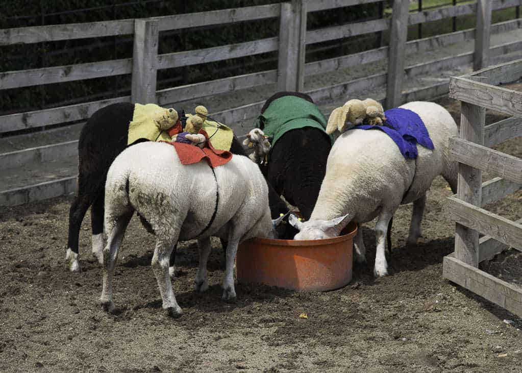 Cannon Hall farm